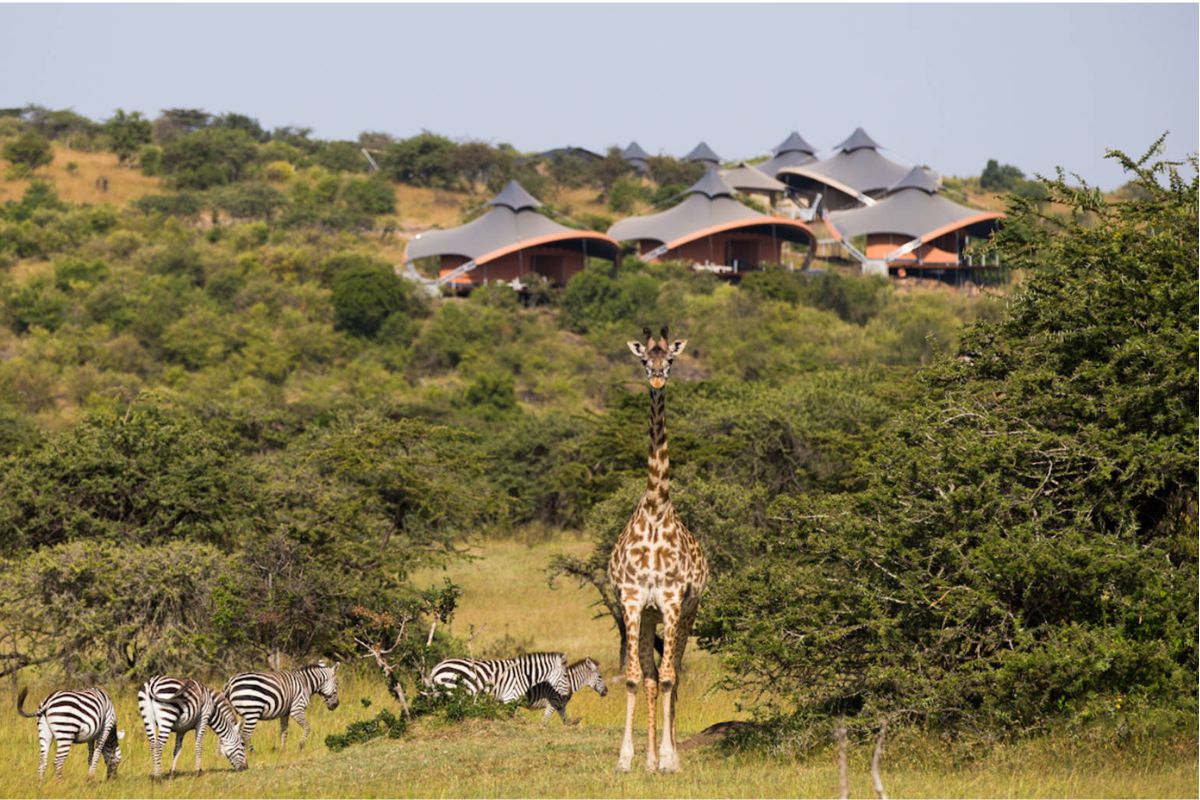 Giraffe and zebras near Ilora Retreats luxury camp in the Masai Mara Kenya